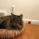 Autocolante de parede rato 2