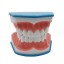 Az emberi fogak modellje 2