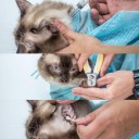Badenet til katte 3