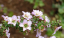 Balmín Leptospermum rotundifolium vzpriamený ker Jednoduché pestovanie vonku 30 ks semienok 2