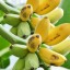 Banánovník Dwarf Cavendish na venkovní terasu na balkon semena 20 ks + borůvka semena 10 ks snadné pěstování 3