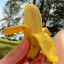 Bananowiec Dwarf Cavendish na taras zewnętrzny nasiona balkonowe 20 szt. + nasiona borówki 10 szt. Łatwe w uprawie 4