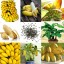Bananowiec Dwarf Cavendish na taras zewnętrzny nasiona balkonowe 20 szt. + nasiona borówki 10 szt. Łatwe w uprawie 5