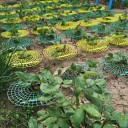 Base para Morangueiro 4