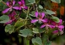 Bauhinia purpurea magvak 10 db rózsaszín-lila virágú trópusi fa vetéshez és dísznövényként való otthoni termesztéshez 4