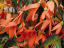 Begonia boliviensis mag 700 db Begonia bolíviai mag Könnyen termeszthető 2