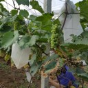 Beskyttelsesposer til frugt lavet af non-woven stof 50 stk. 6