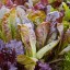 Big Set 10 csomag biomag rukkola, zeller, zeller, kelkáposzta, jégsaláta, vörös római saláta, parris-szigeti római saláta, mángold, spenót, nem GMO könnyen termeszthető kerti magvak 9