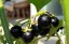 Big Set Egzotikus Gyümölcsmagok Egzotikus Gyümölcsök Kiwano, Physalis, Wonderberry, Saiko uborka, görögdinnye, pepino, görögdinnye 12 fajta ritka mag 2