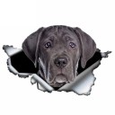 Bilklistermærke hund A1636 7