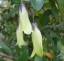Billardiera longiflora kúszónövény Könnyen termeszthető a szabadban 15 mag 2