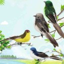 Bird Decoration C499 6