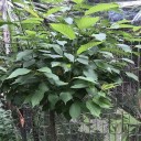 Bird Protection Film 2