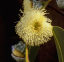 Blahovičník guľatoplodý Eucalyptus globulus blahovičník austrálsky neopadavý listnatý strom Jednoduché pestovanie vonku 120 ks semienok 2
