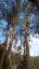Blahovičník kulatoplodý Eucalyptus globulus blahovičník australský neopadavý listnatý strom Snadné pěstování venku 120 ks semínek 1