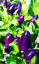 Bolíviai chili paprika kék chili paprika Könnyen termeszthető 20 mag 2