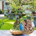 Bonsai aluminiumtråd för formning av grenar 2,5 mm x 10 m formningstråd för bonsai för att hålla tillväxtens riktning 3