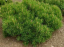 Borovica kľač Pinus mugo pumilio malý ihličnatý strom Jednoduché pestovanie vonku 15 ks semienok 2