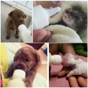 Bouteille avec embouts pour nourrir les chiots et les chatons 3