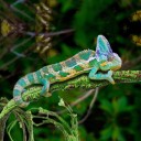 Branche artificielle pour grimper dans un terrarium C866 4