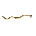 Branche en bois naturel pour cage à oiseaux 30 cm Montage à vis Convient pour se percher et limer les griffes Accessoire pour perroquets et oiseaux 1