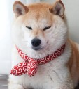 Bufanda de algodón para perros 4