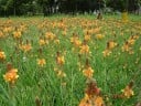 Bulbine frutescens cserjés hagymás növény magjai 10 db, szukkulens növény narancssárga csillagvirágokkal vetéshez és otthoni termesztéshez 3