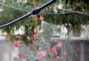 Buse de brumisation de jardin 20 pcs 6