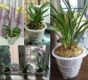 Cache-pot pour orchidée H912 2