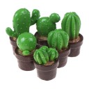 Cactus pour poupée 5 pièces 2