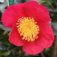 Camellia sasanqua Camellia sasanqua fajta Yuletide örökzöld cserje Könnyen termeszthető 4 mag 1