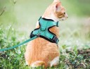 Cat Harness 10