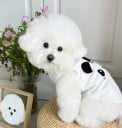 Chaleco para perros blanco y negro S Chaqueta de tela cómoda para perros pequeños de 1,5–2,5 kg 35 cm de pecho Ropa adorable con cara de panda Asa 2