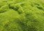 Chmerek dvojkvetý Scleranthus biflorus vankúšovitá trvalka Jednoduché pestovanie vonku 25 ks semienok 1