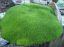 Chmerek dvojkvetý Scleranthus biflorus vankúšovitá trvalka Jednoduché pestovanie vonku 25 ks semienok 3