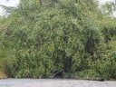 Cicimek Ziziphus mauritiana 5 db Trópusi gyümölcsfa piros kerek ehető gyümölcsökkel Ültetéshez és cserépbe 2