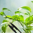 Ciseaux de jardin pour bonsaïs 2