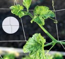 Climbing Plant Net 5