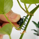 Clip per orchidee 100 pz 2