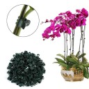 Clip per orchidee 100 pz 5