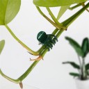 Clipes para orquídeas 100 unid 3