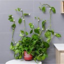 Clips para fijar plantas trepadoras 30 uds. 4