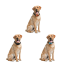 Colar vibratório anti-ladridos para cães Recarregável via USB À prova de água Colar de treino com apito e vibração Circunferência ajustável 22–56 cm 6