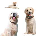 Collar de entrenamiento eléctrico largo para perros con control remoto, recargable, resistente al agua, con pitido, vibración y descarga 4