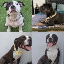 Collar ligero para perros de plástico ABS con incrustaciones de diamante Circunferencia 40 cm Diseño de cadena lujoso Efecto metálico 4