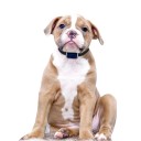 Collar with GPS Locator 3