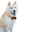 Collare elettrico per addestramento cani con telecomando 1000 m Collare ricaricabile con suono vibrazioni e scossa Impermeabile 7
