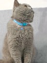 Collier coloré réglable pour chats avec clochette Fermeture de sécurité Imprimé de pattes Largeur 1 cm Longueur 19 x 32 cm 3