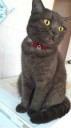 Collier en velours pour chat avec nœud et grelot 2