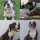 Collier léger pour chiens en plastique ABS avec incrustation de diamant Circonférence 30 cm Design de chaîne stylé Aspect luxueux Effet 4